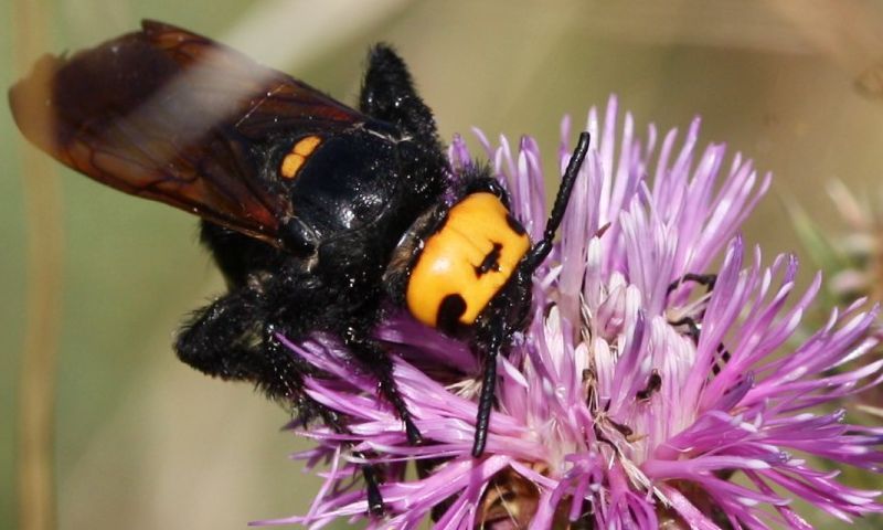 Scoliidae: femmina di Megascolia maculata flavifrons